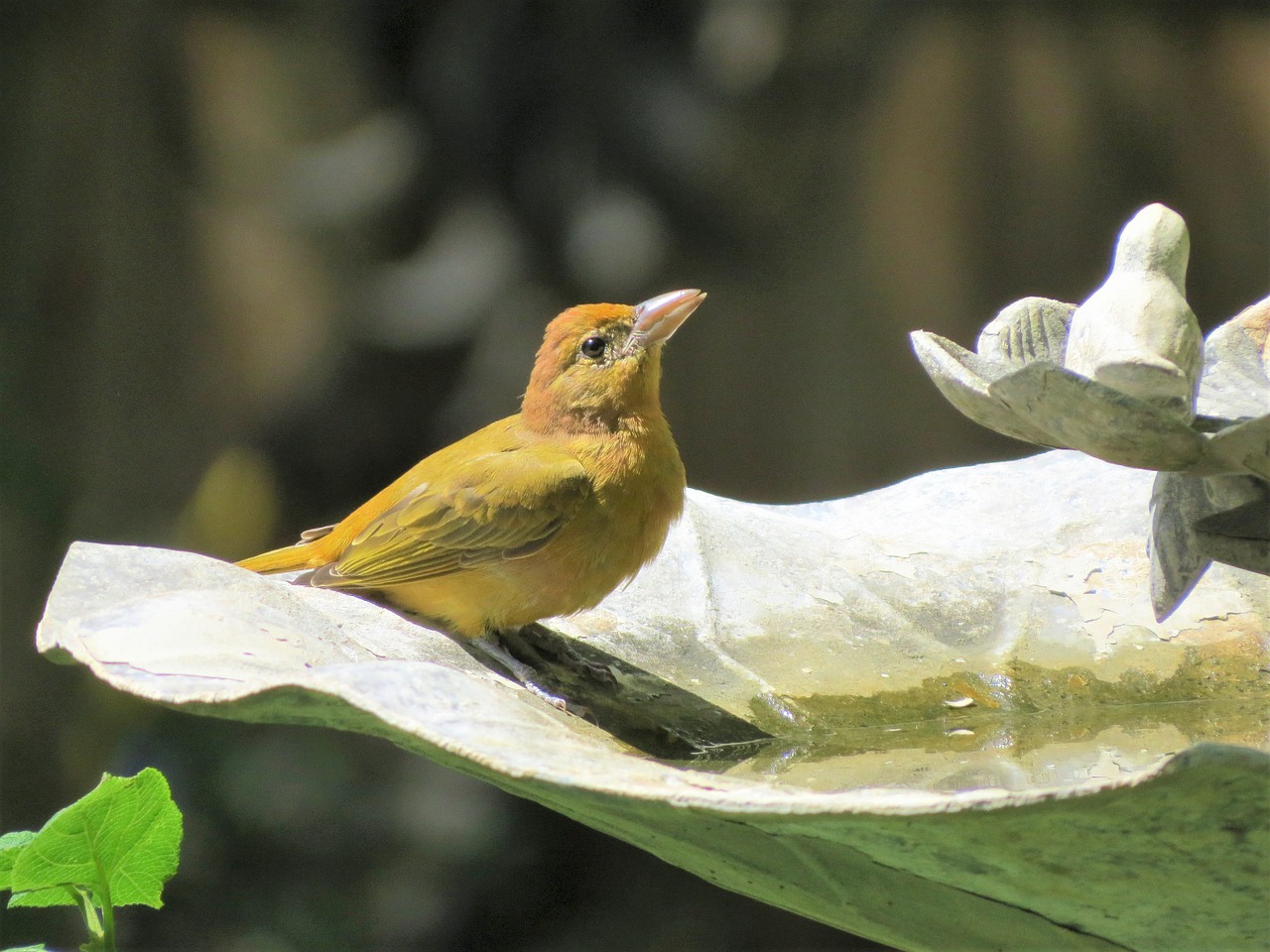 Image - bird yellow wildlife close up