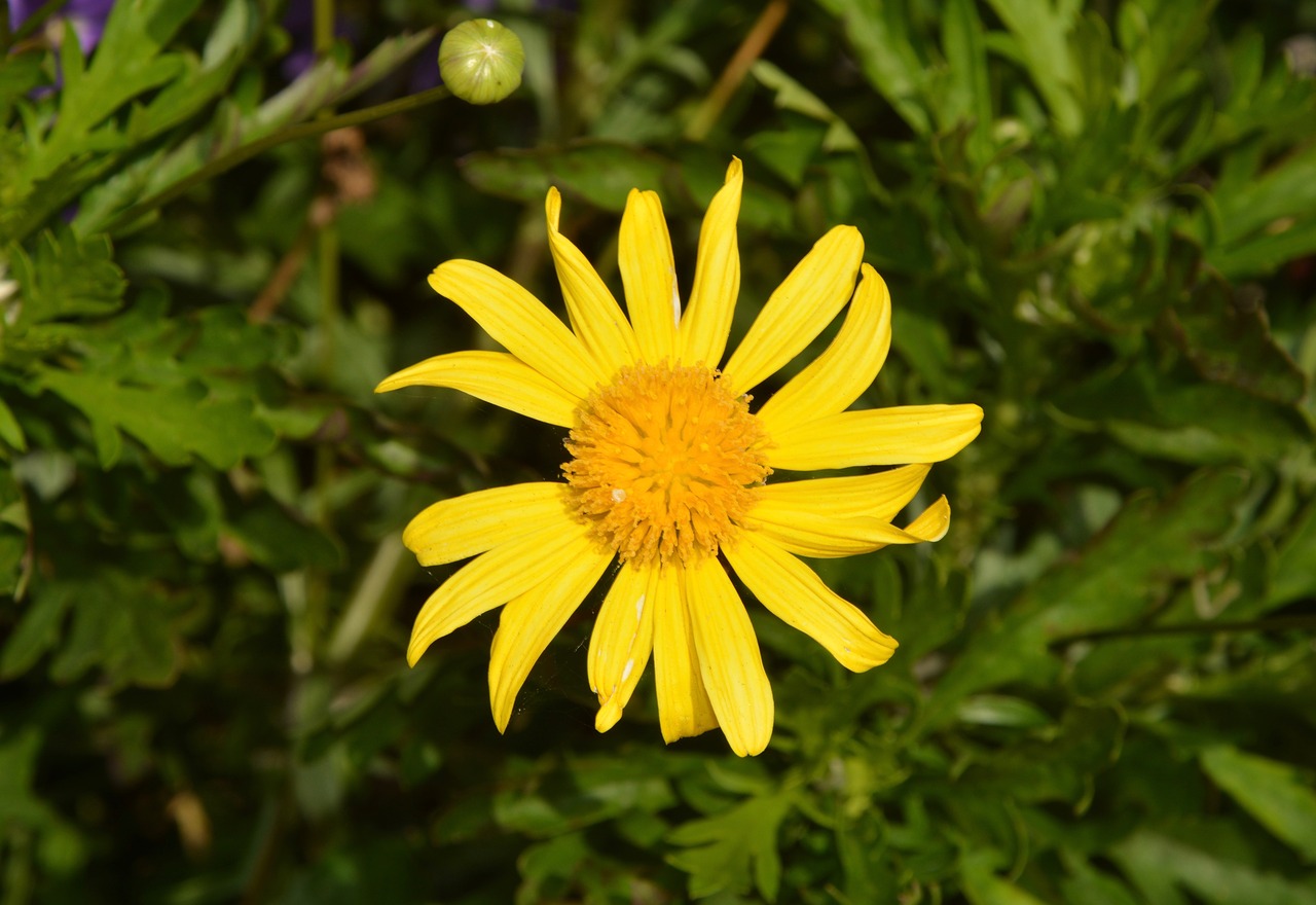 Image - flower marguerite yellow petals