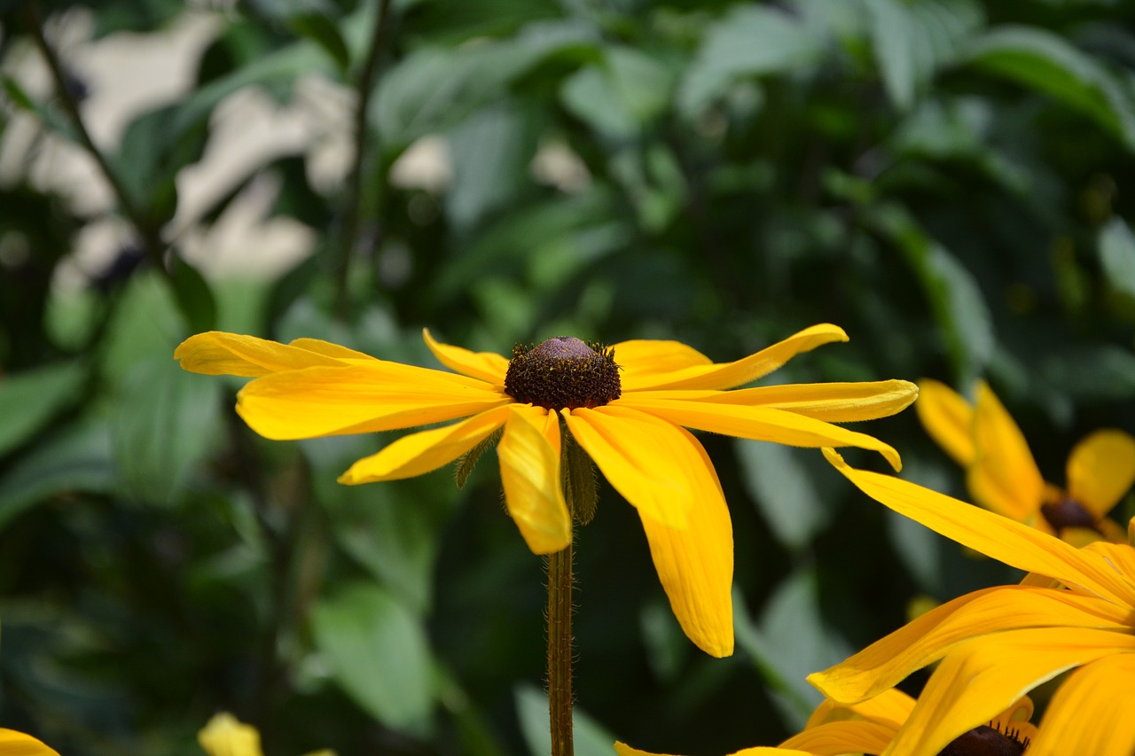 Image - flower yellow daisy nature