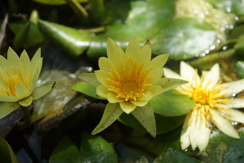 Image - water lily pond aquatic plant