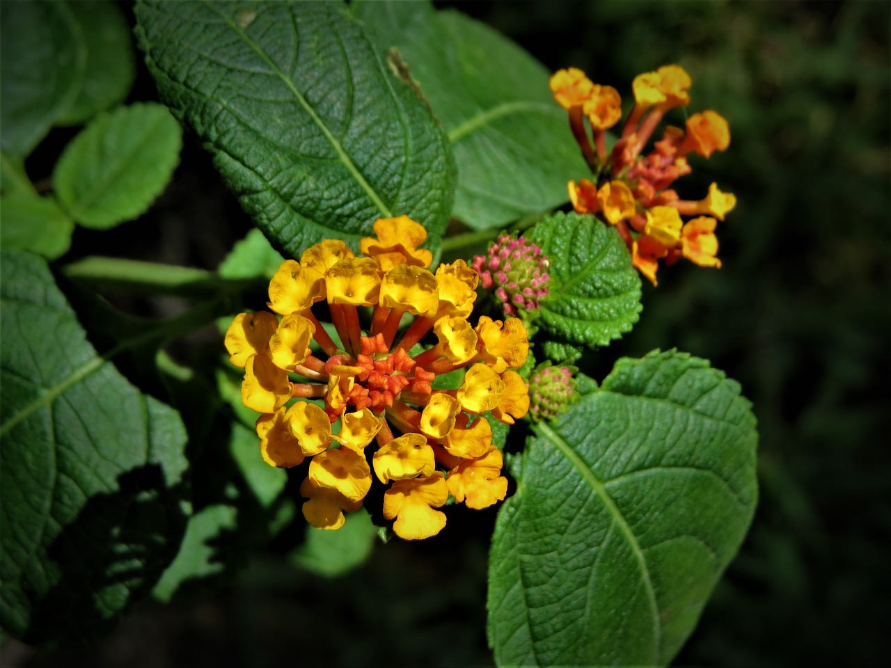 Image - tiny flowers yellow orange macro