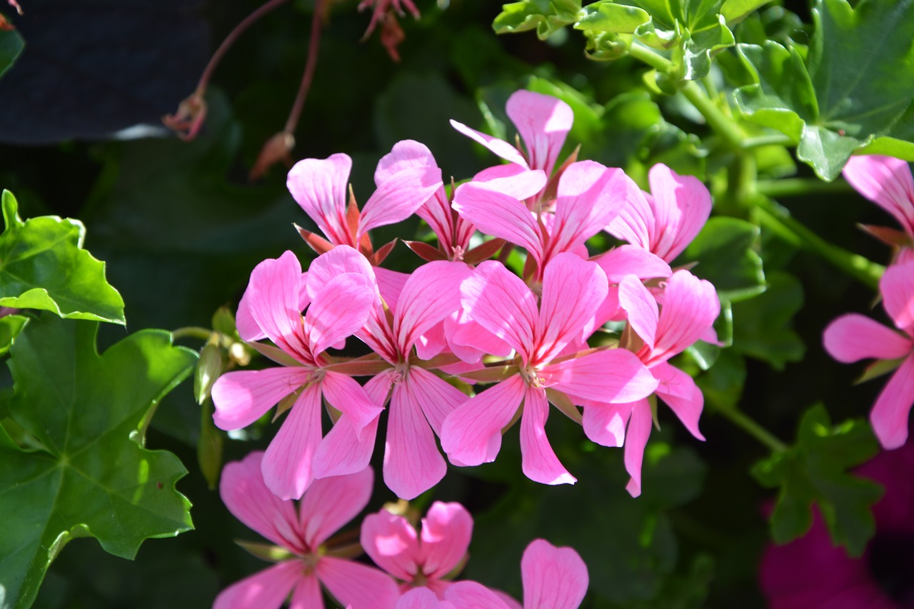 Image - geranium flower roses green leaves