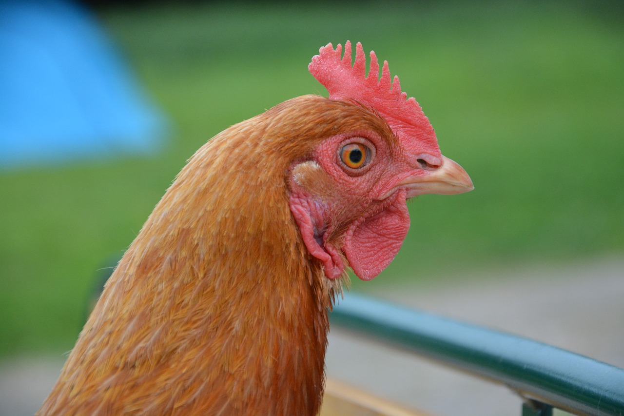 Image - hen rousse head portrait nature