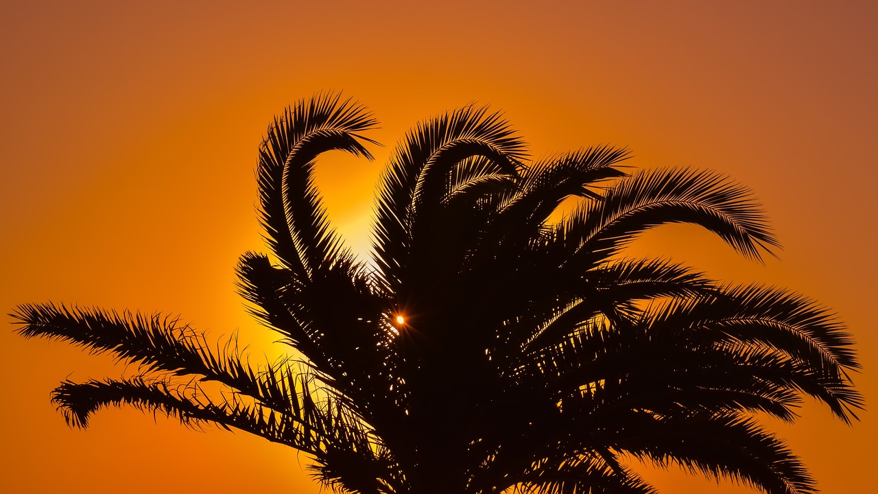 Image - palm tree sunset sunlight orange
