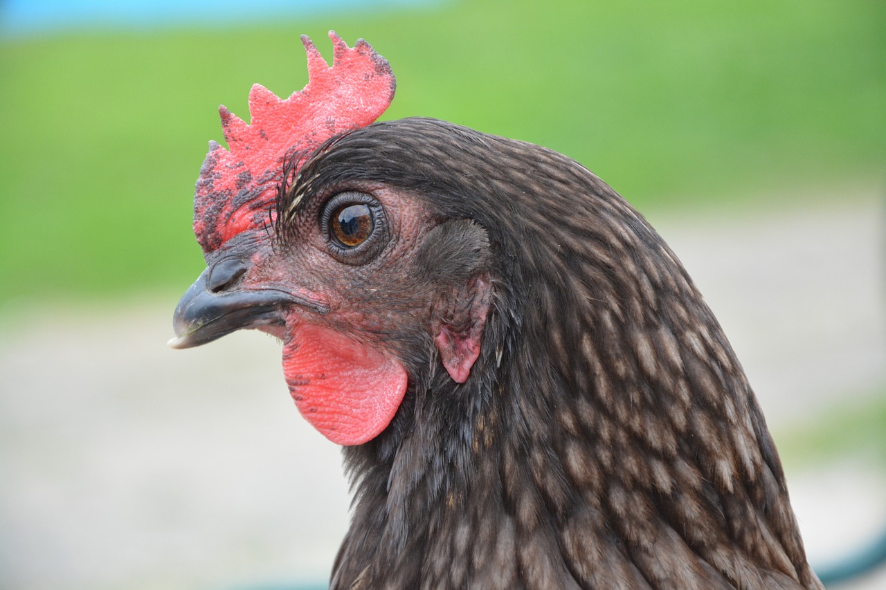 Image - hen gray silver domestic animal