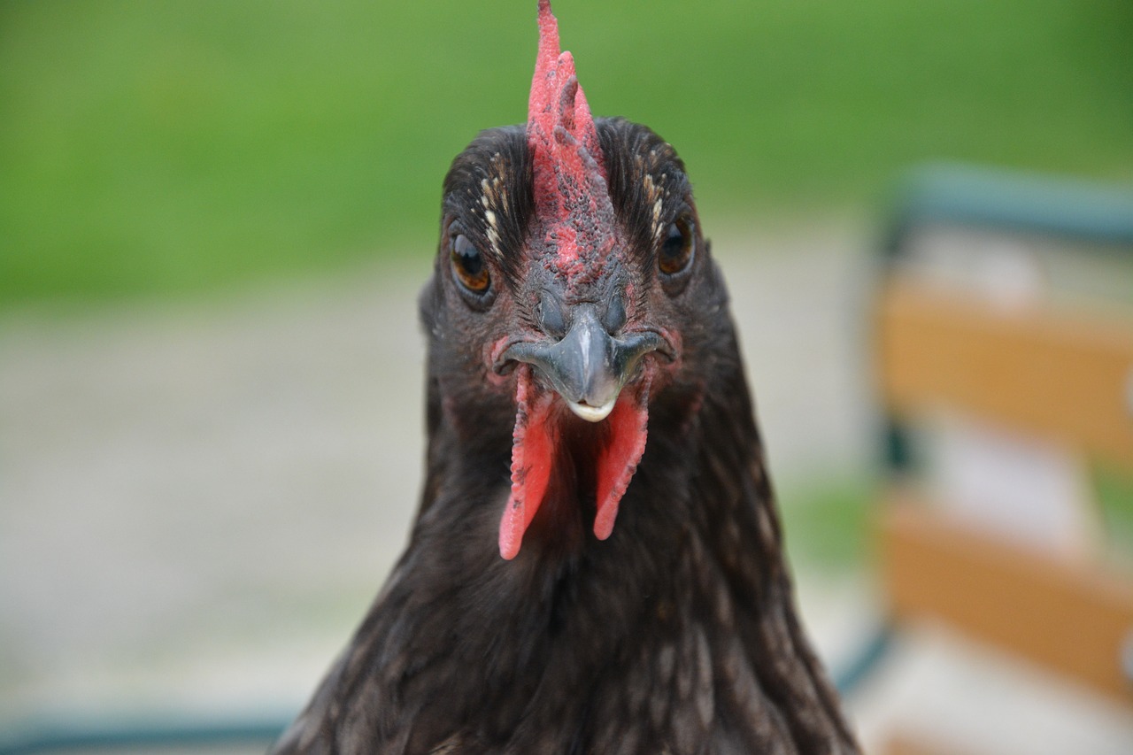 Image - hen grey ash domestic animal nature