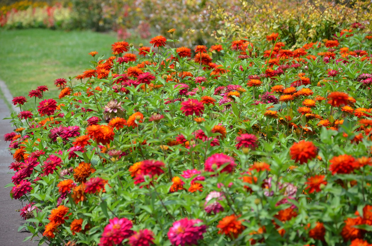 Image - flowers network bloom nature