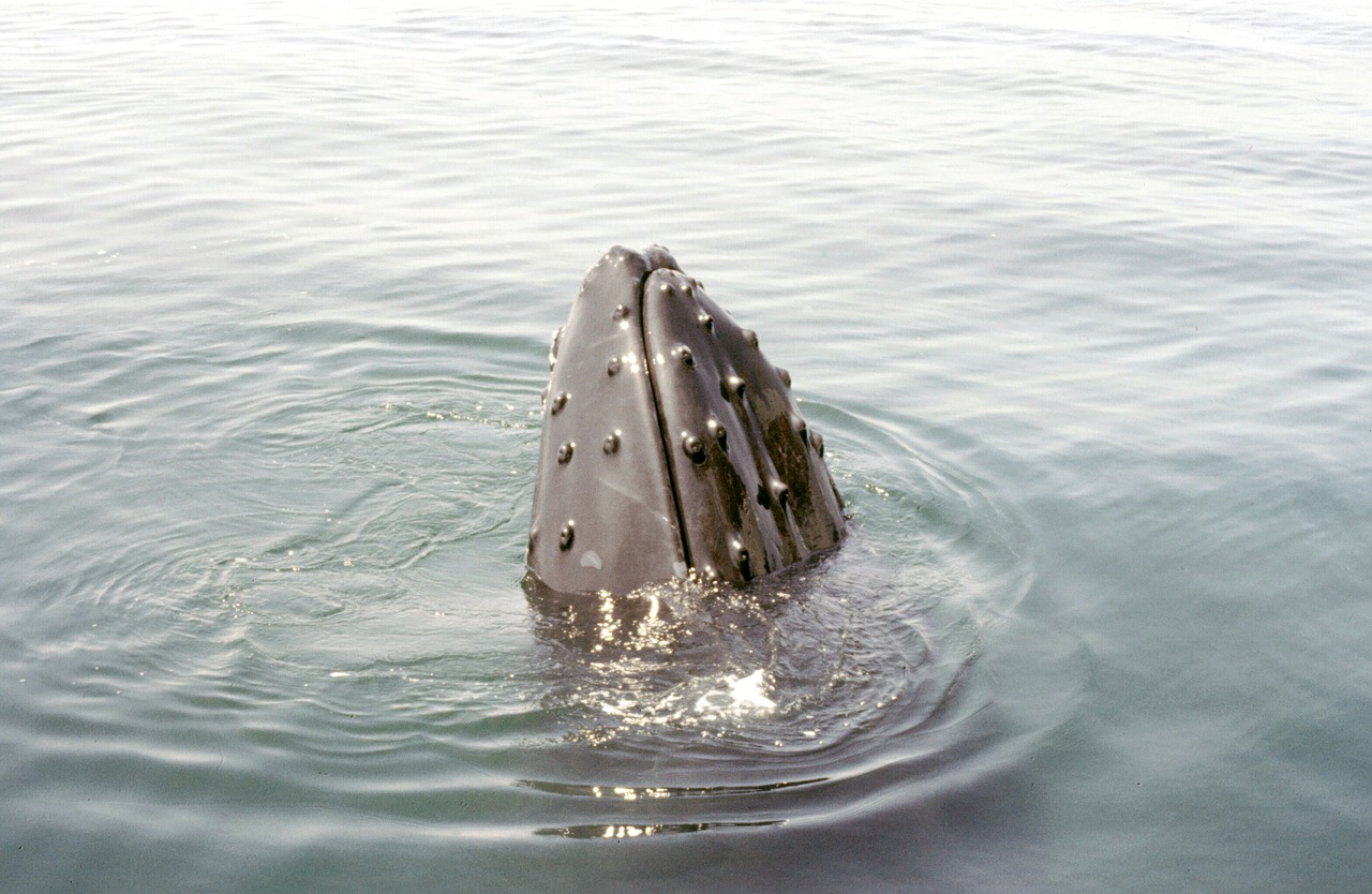 Image - humpback whale cape cod