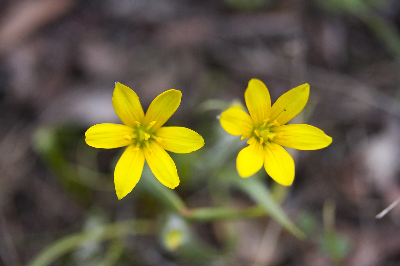 Image - flower plant flowers nature garden