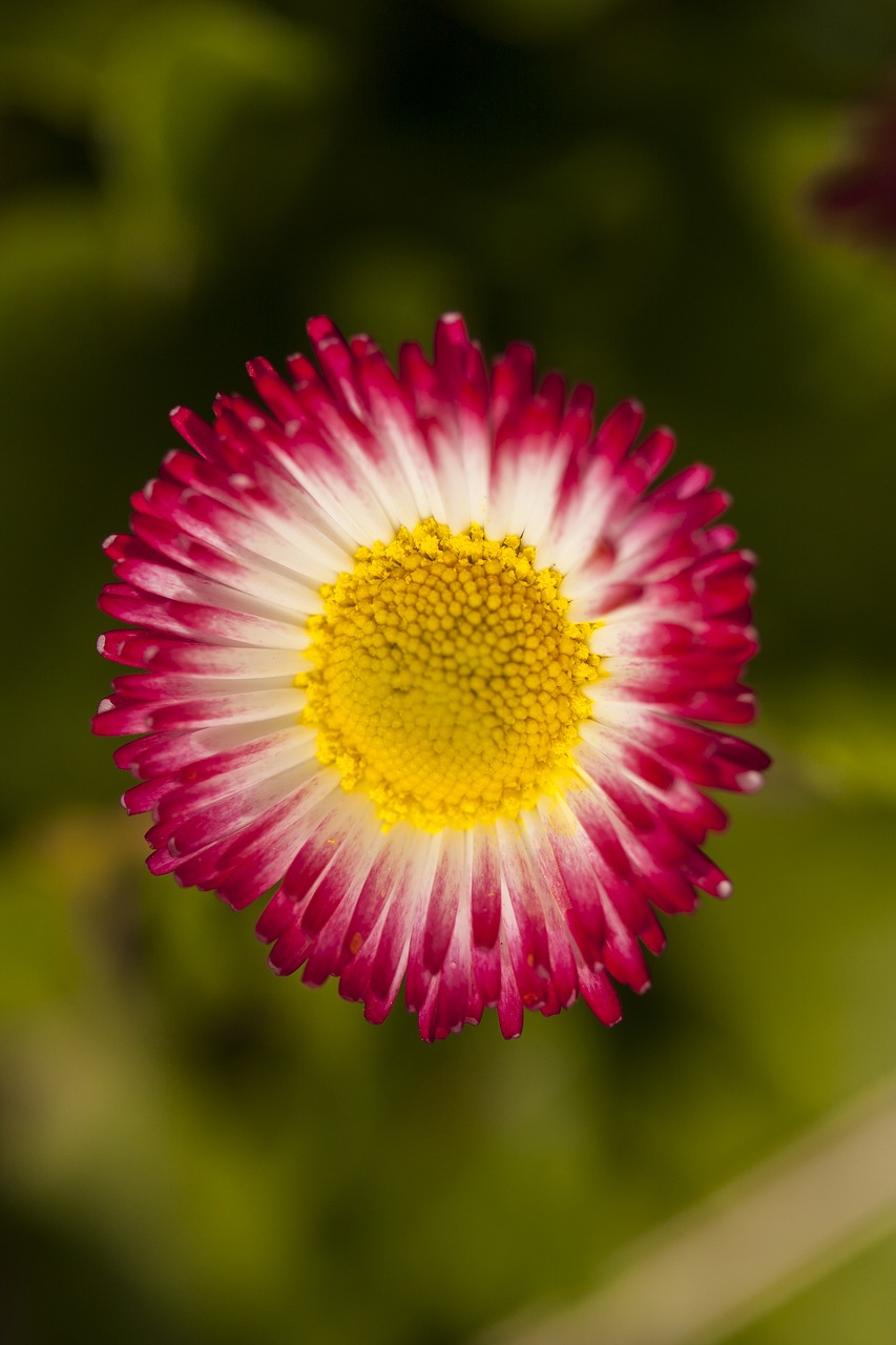 Image - flower plant flowers nature garden
