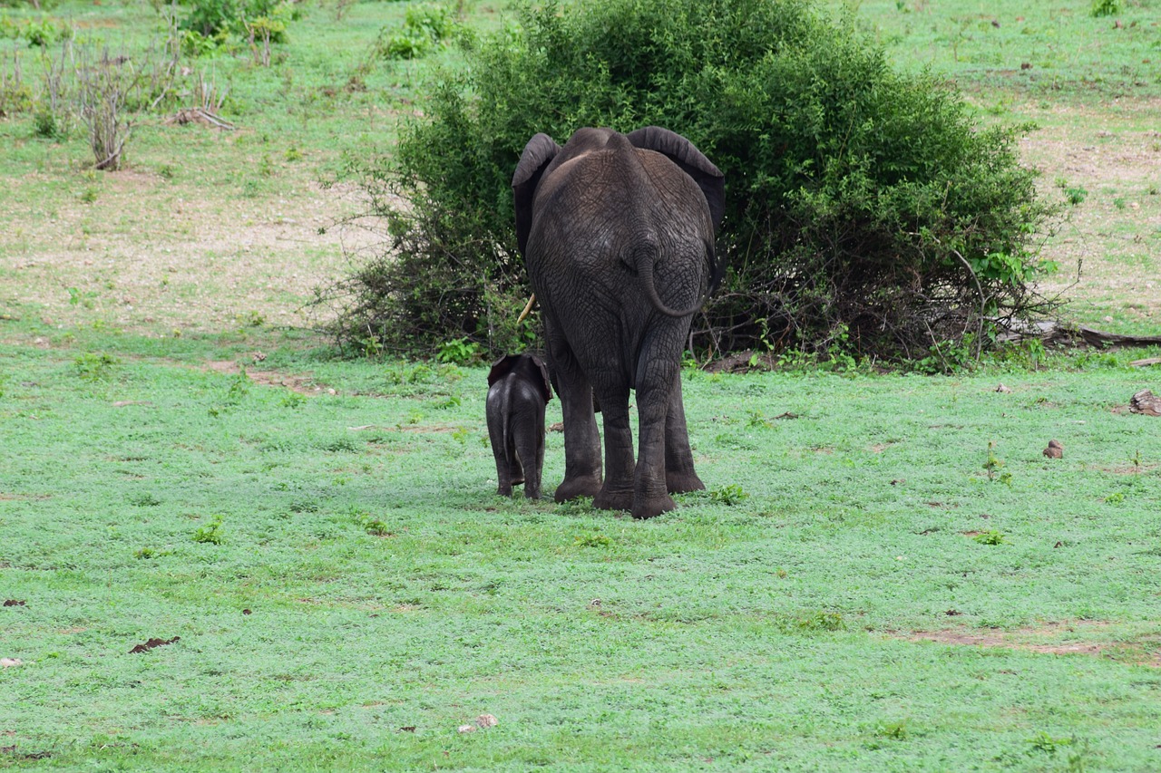 Image - elephant calf rear bottom baby