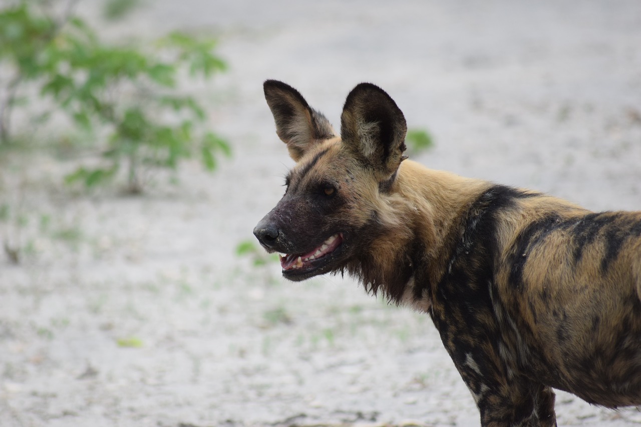 Image - wild dog african wild dog dog