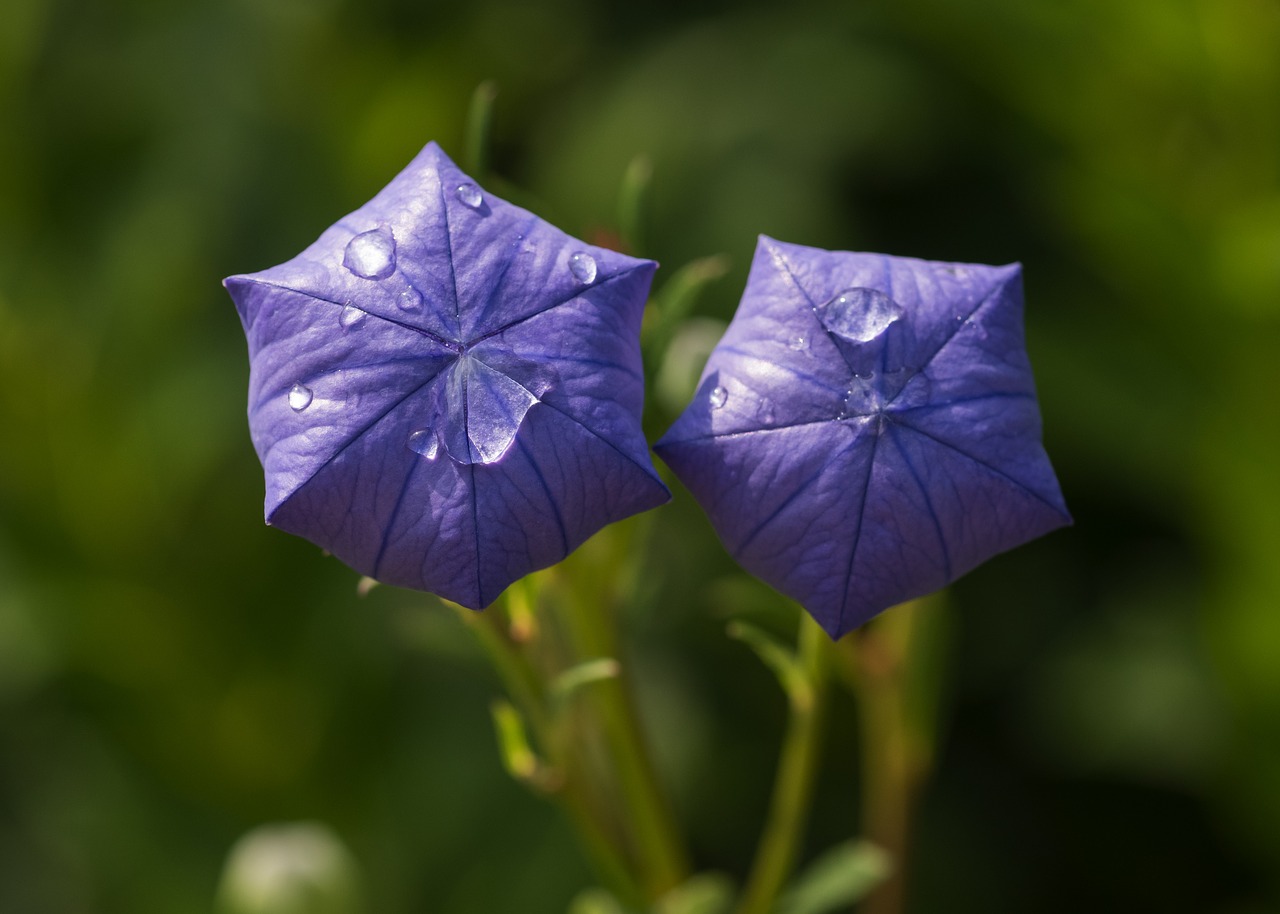 Image - flower platycodon mariesii