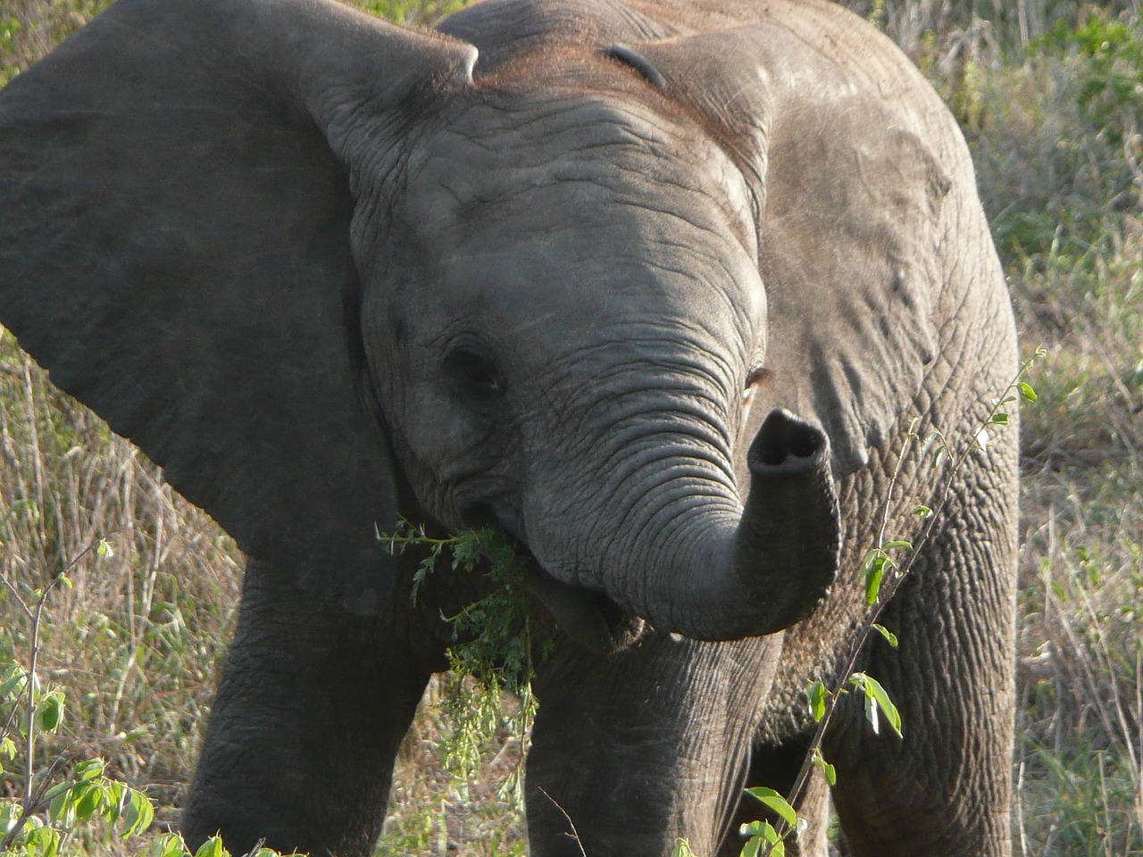 Image - elephant calf baby south africa