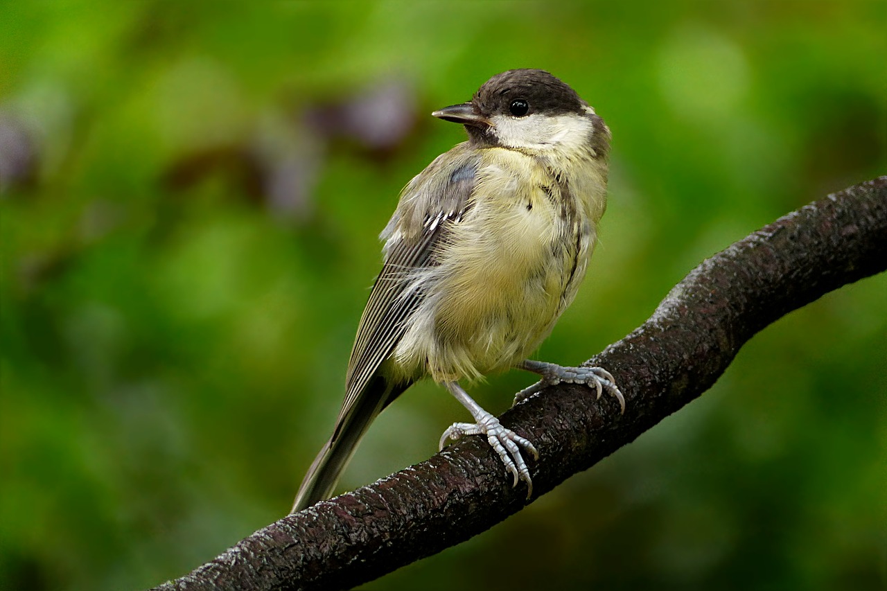 Image - animal bird tit parus major young