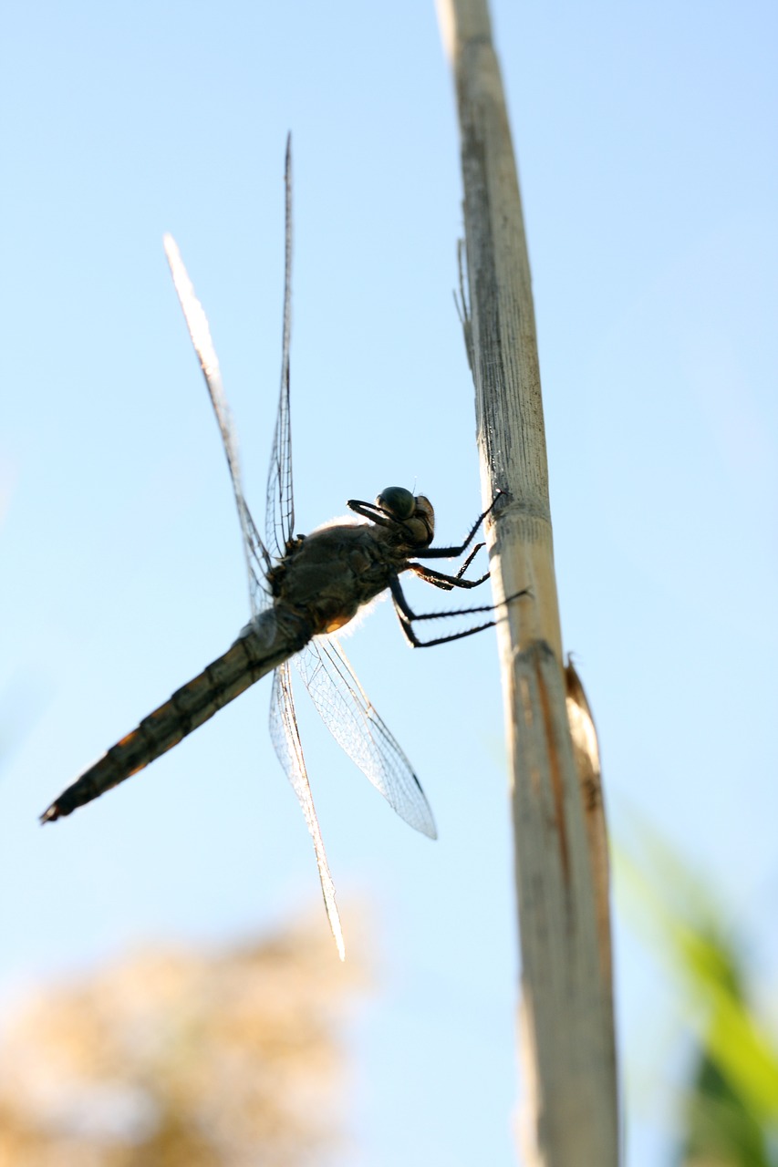 Image - insect wing fly spring macro
