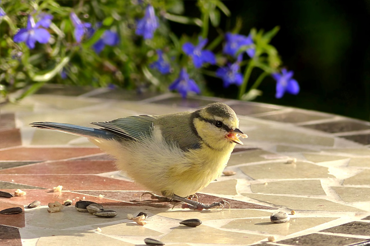 Image - animal bird tit blue tit