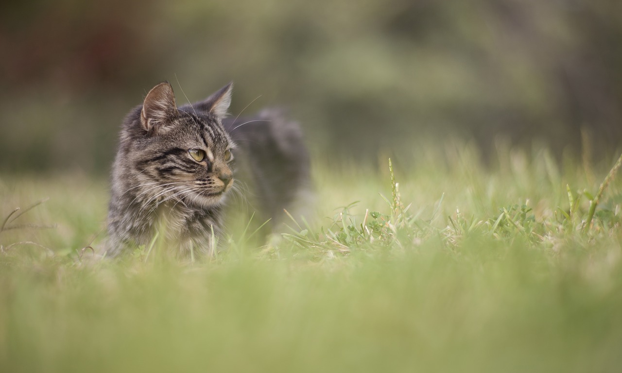Image - cat grass animal overview