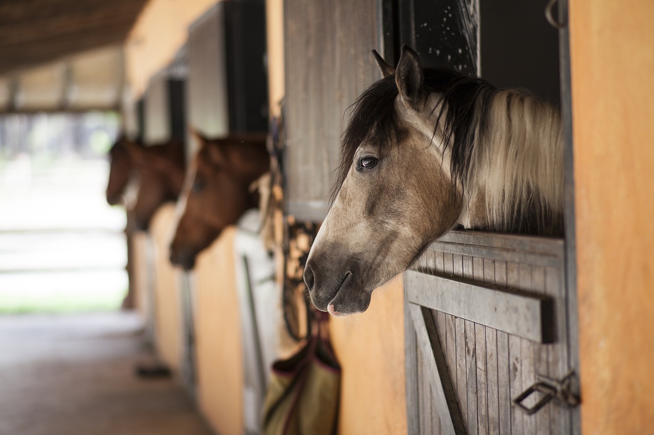 Image - horse barn the horses are stallion