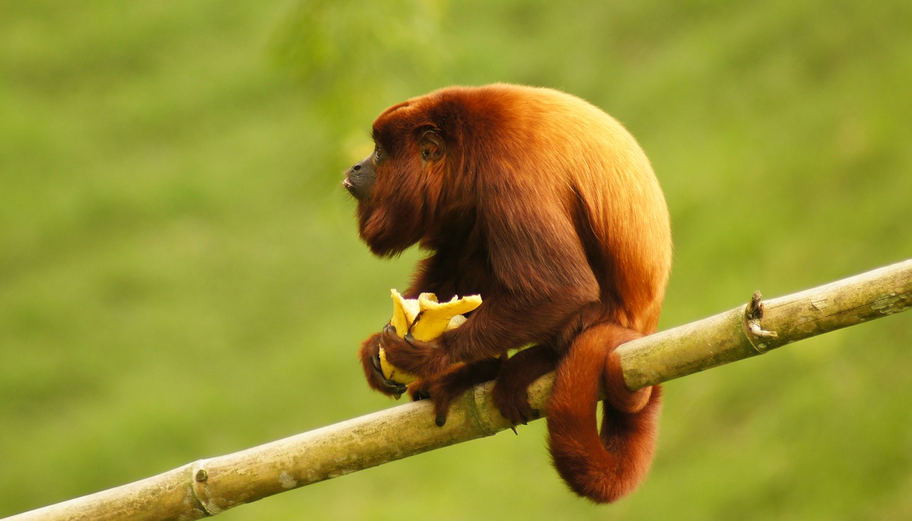 Image - animal mono monkey howler monkey