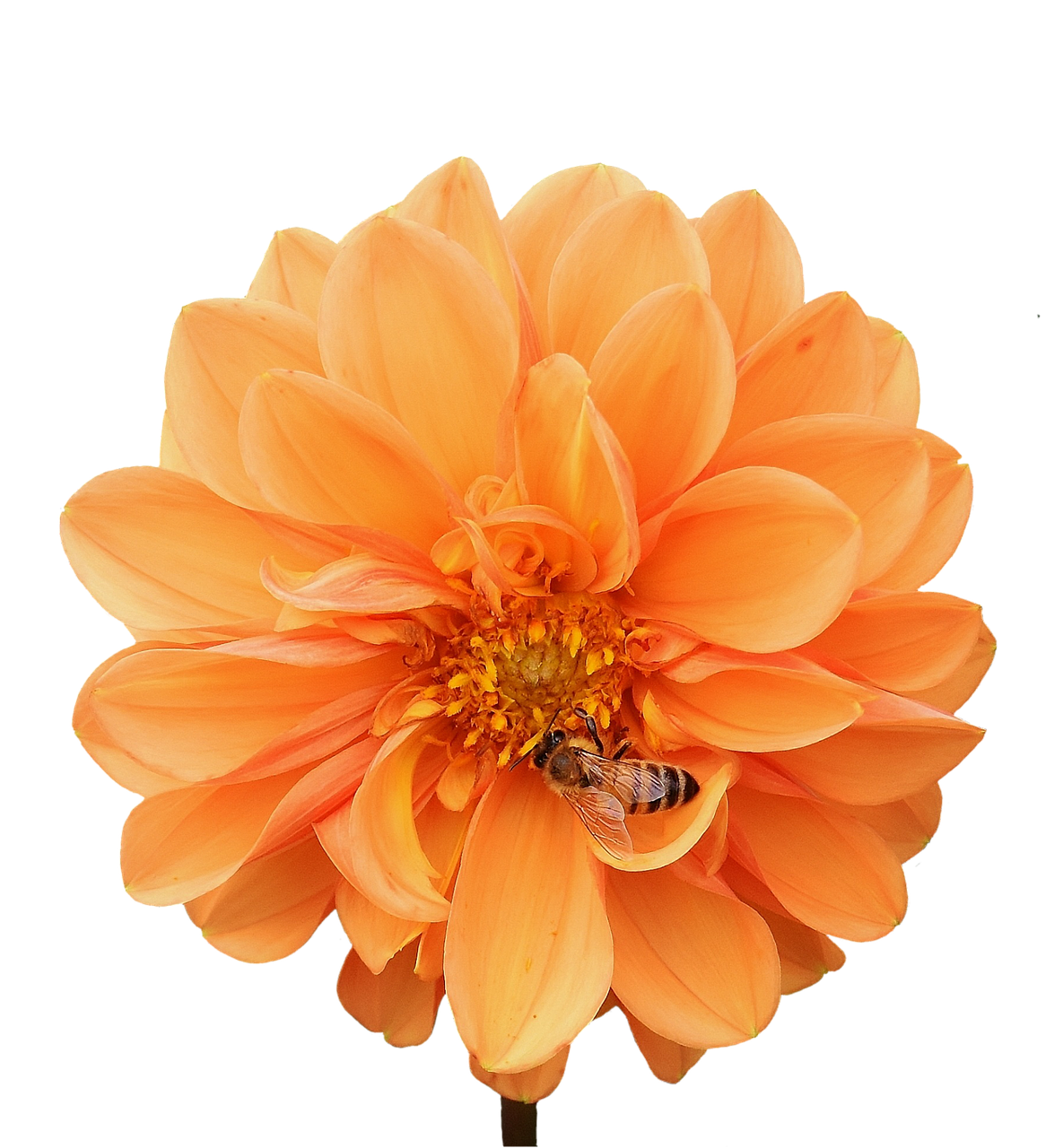 Image - dahlia dahlias bees autumn