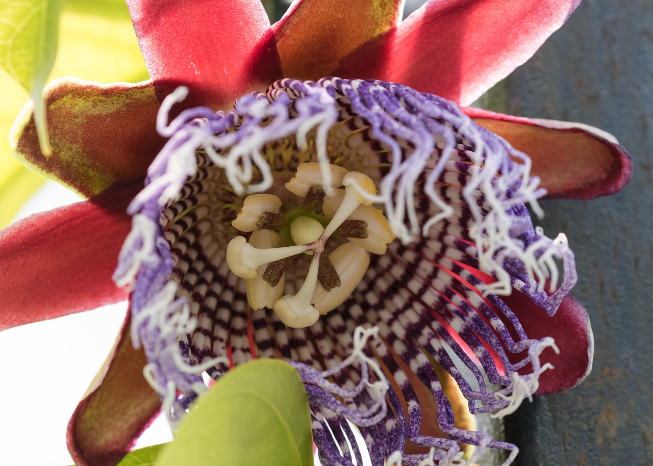 Image - plant climbing passiflora