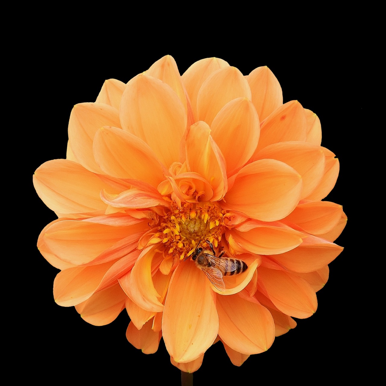 Image - dahlia dahlias bees autumn