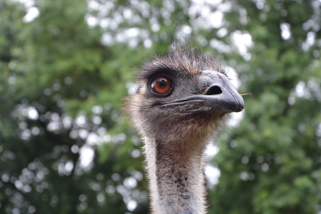 Image - emu head animal zoo wild emu zoo