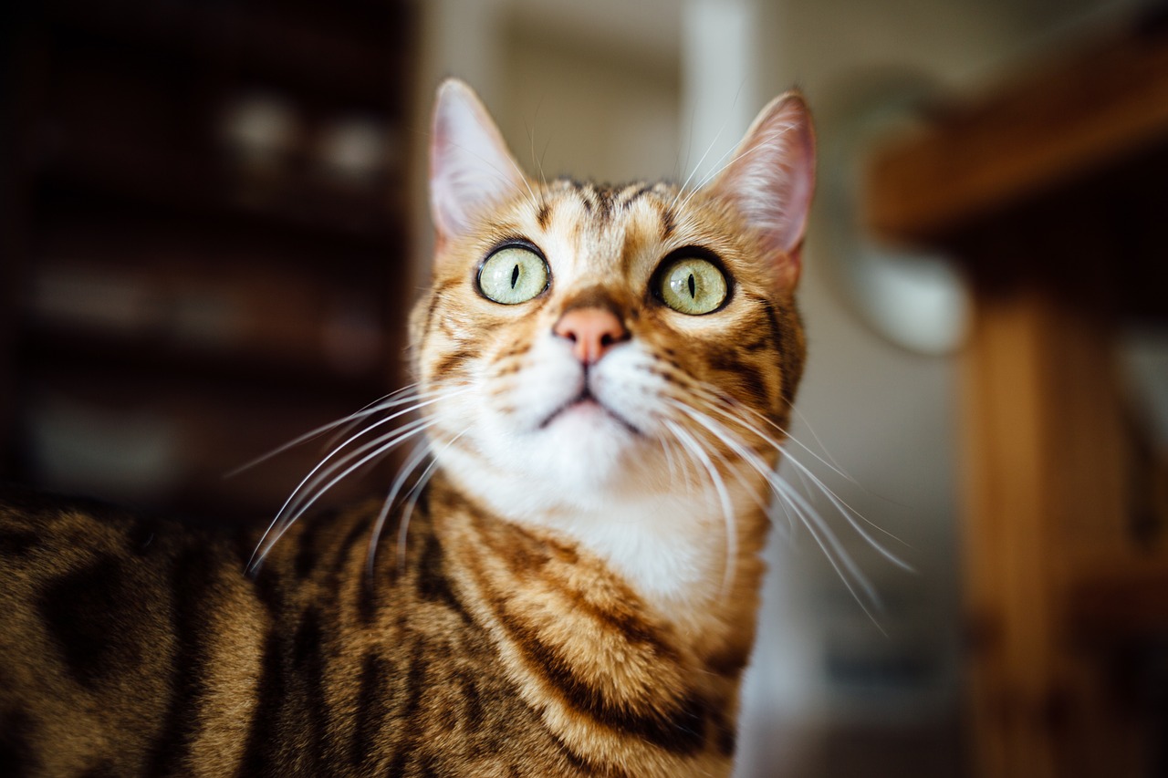 Image - cat horizontal yellow