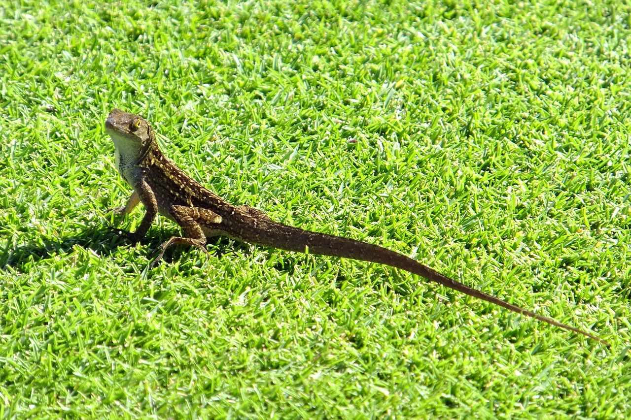 Image - gecko lizard exotic