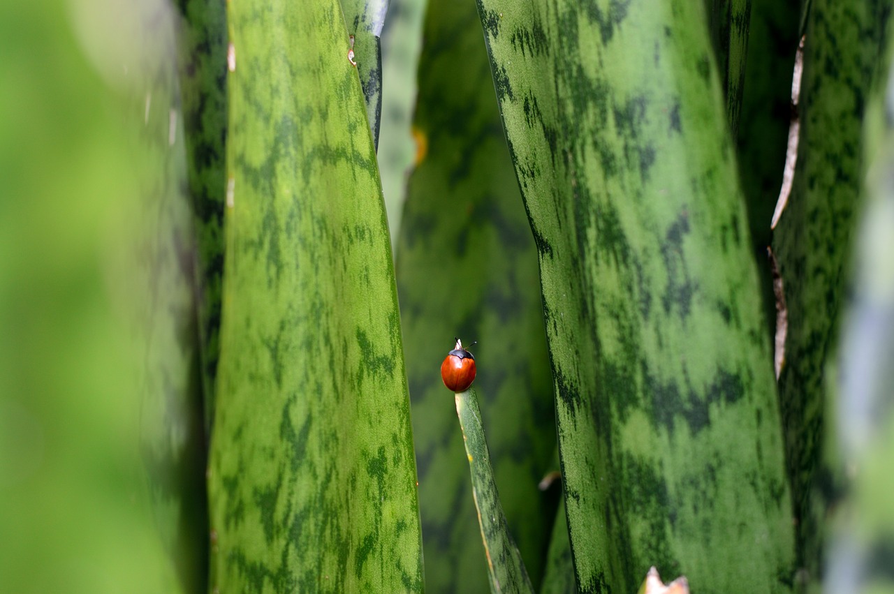 Image - green small insect beetle nature