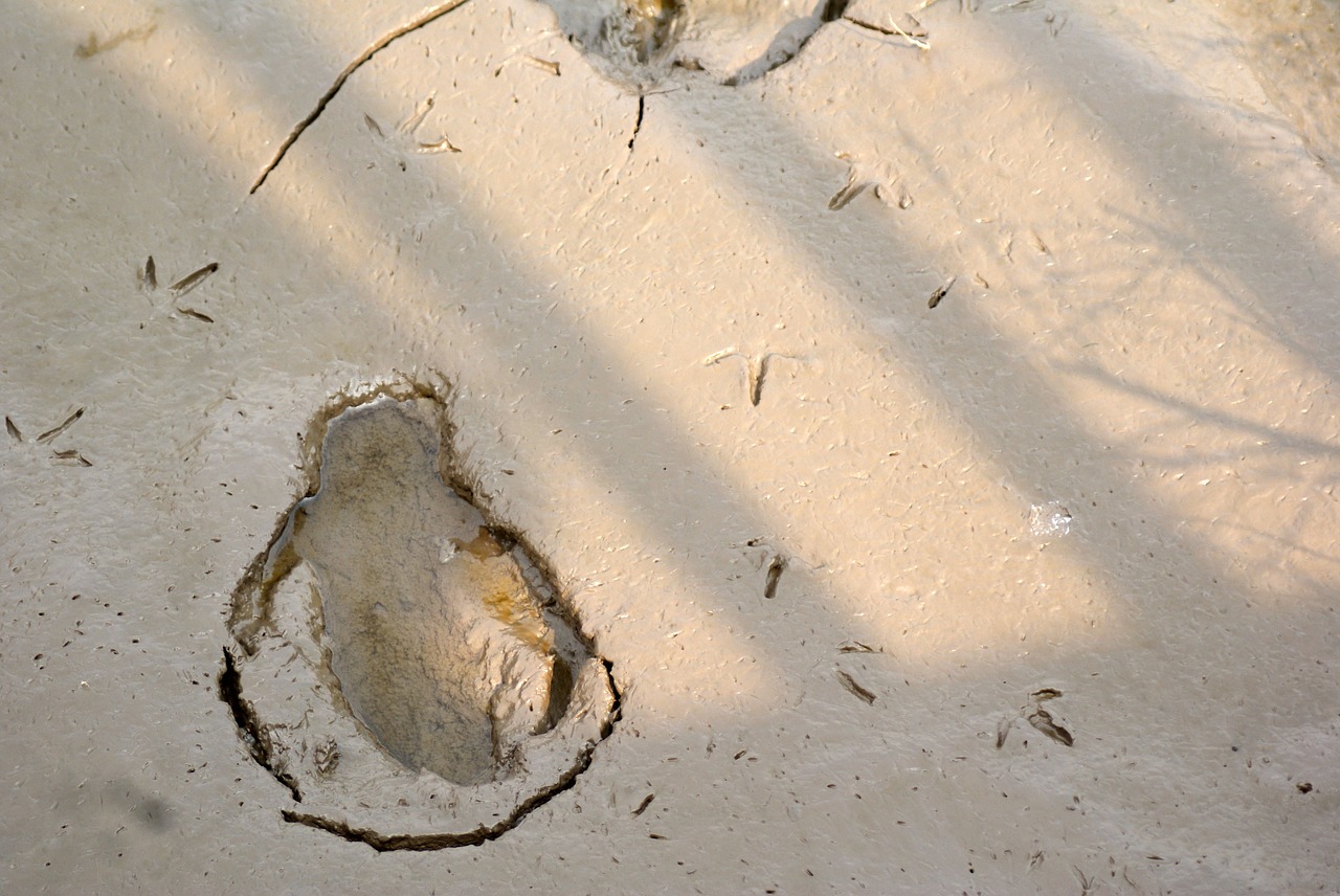 Image - shoals footprints birds