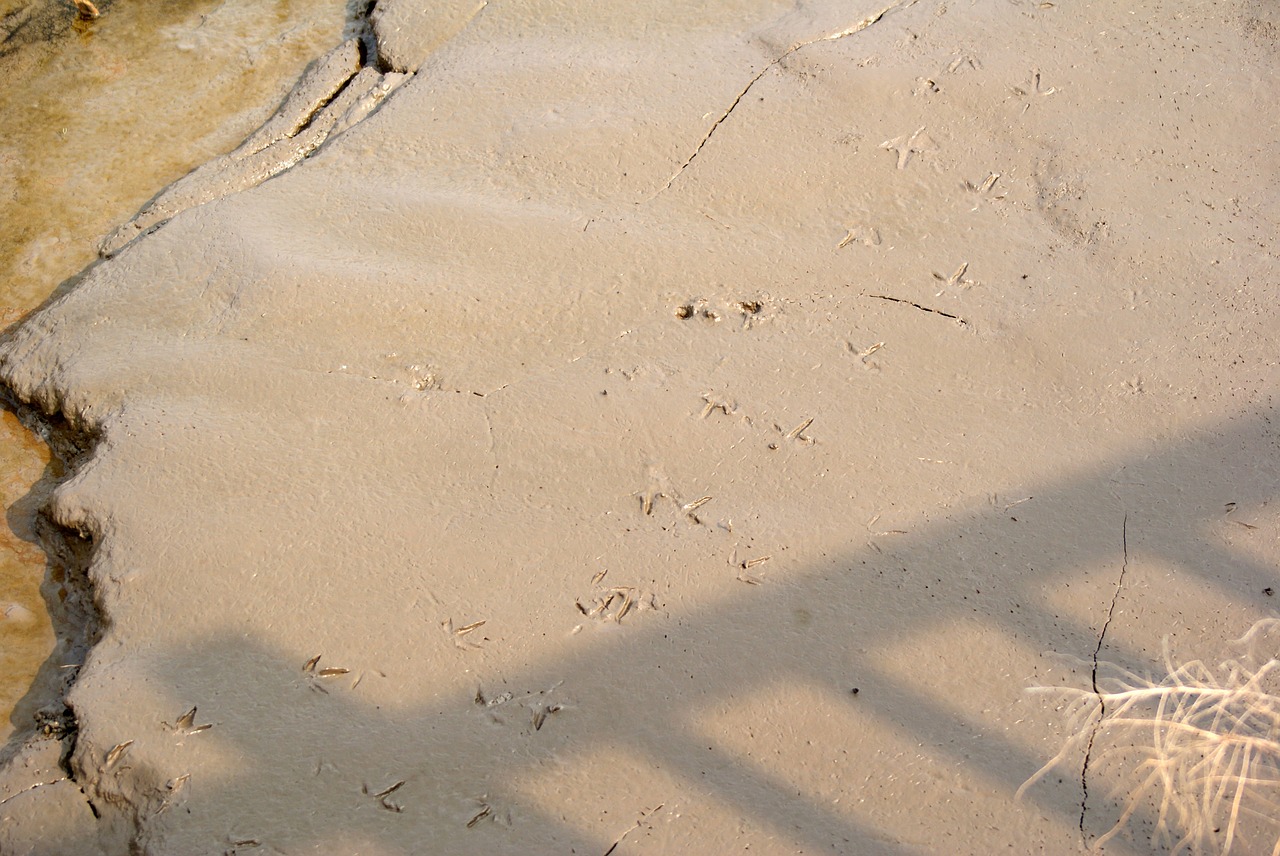 Image - shoals footprints birds