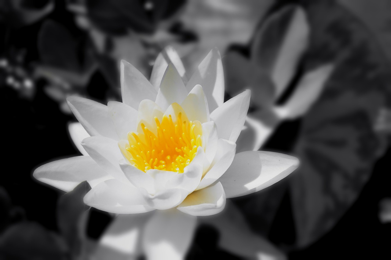 Image - flower black white flora nature