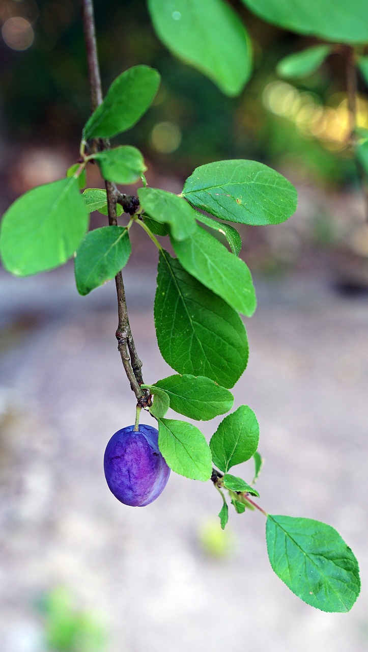 Image - fruit hanging plant fresh ripe