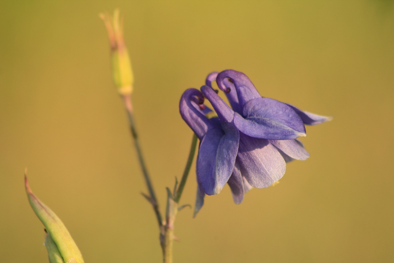 Image - main claw spring flowers straw room