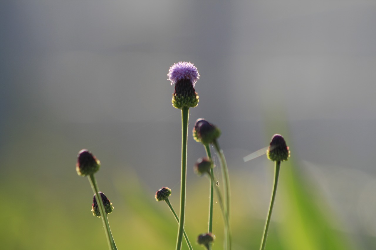 Image - spring flowers flowers straw room