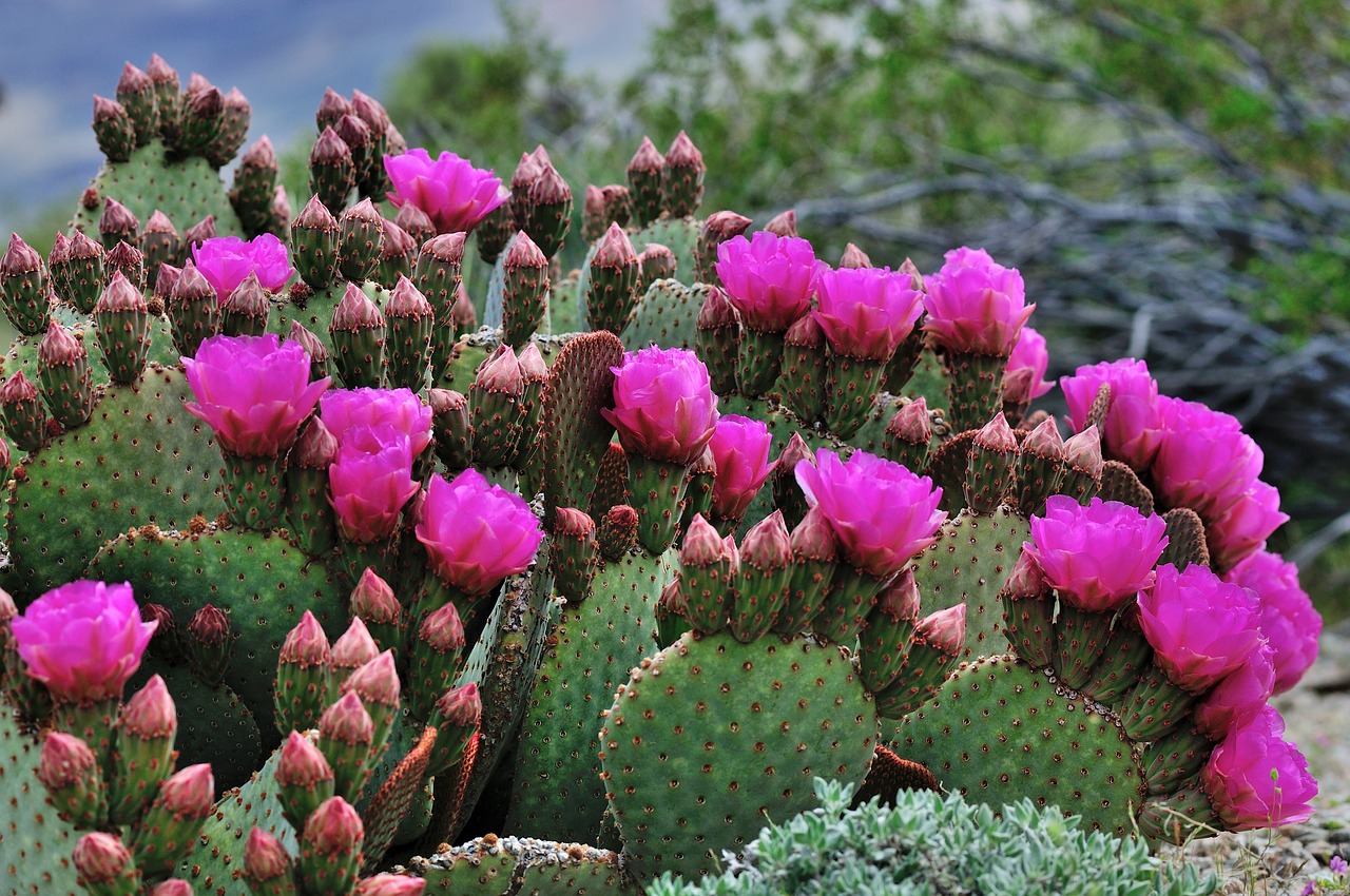 Image - cactus pink flowers green nature