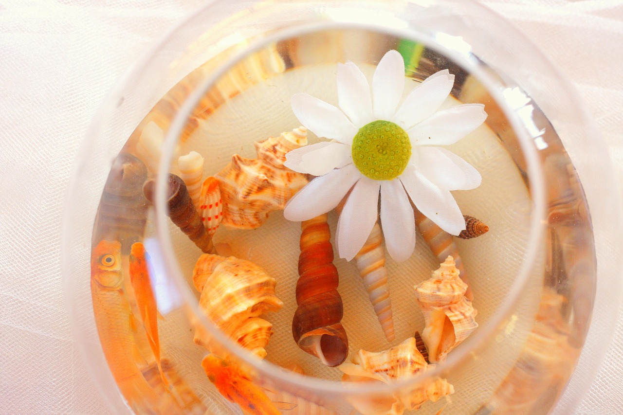 Image - shell seashell flower floating