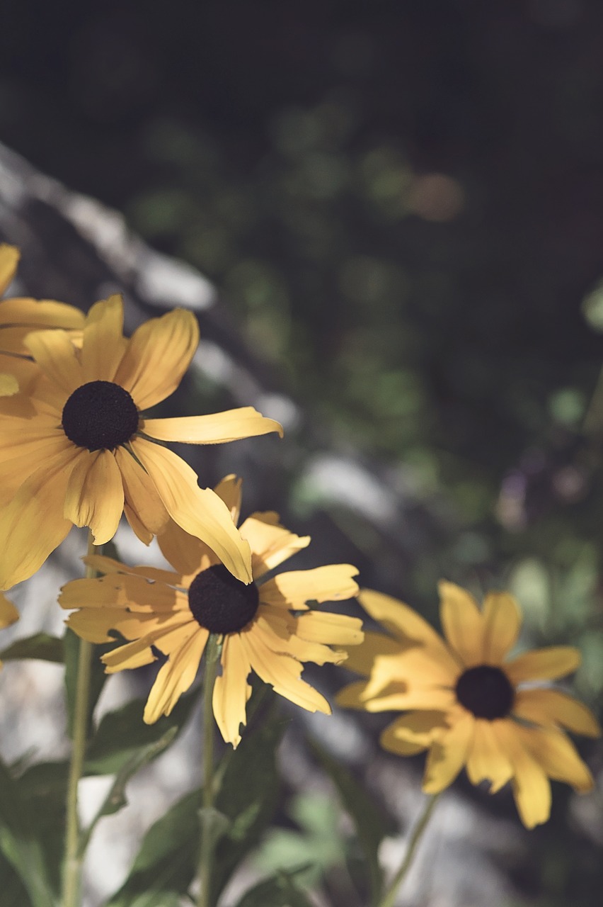 Image - black eyed susan yellow garden
