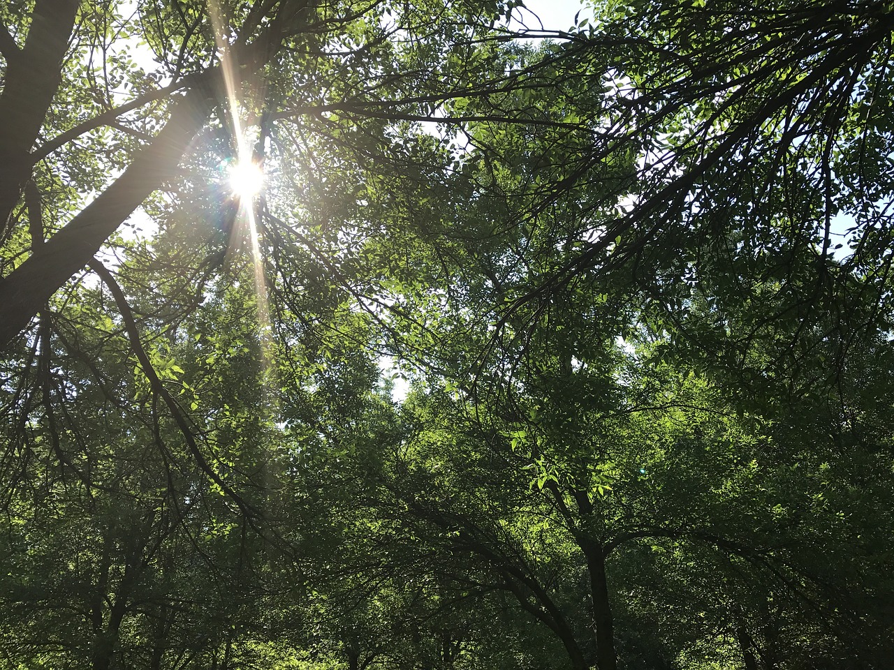 Image - mont royal montreal park sunlight