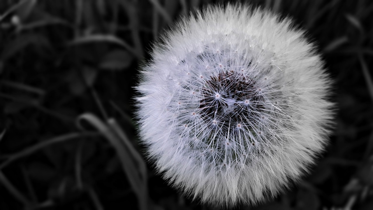 Image - dandelion plant black biel