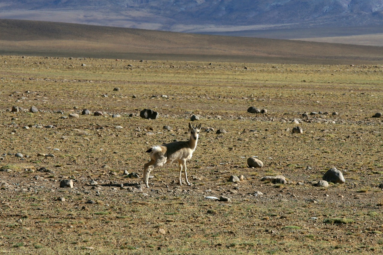 Image - tourism animal tibet