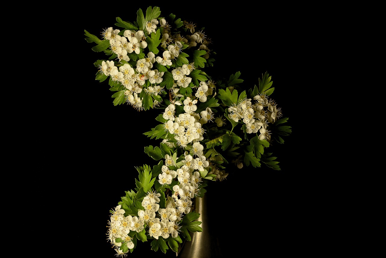Image - hawthorn crataegus flower white