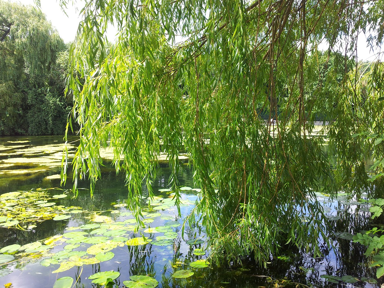 Image - willow trees greenery woods leaves