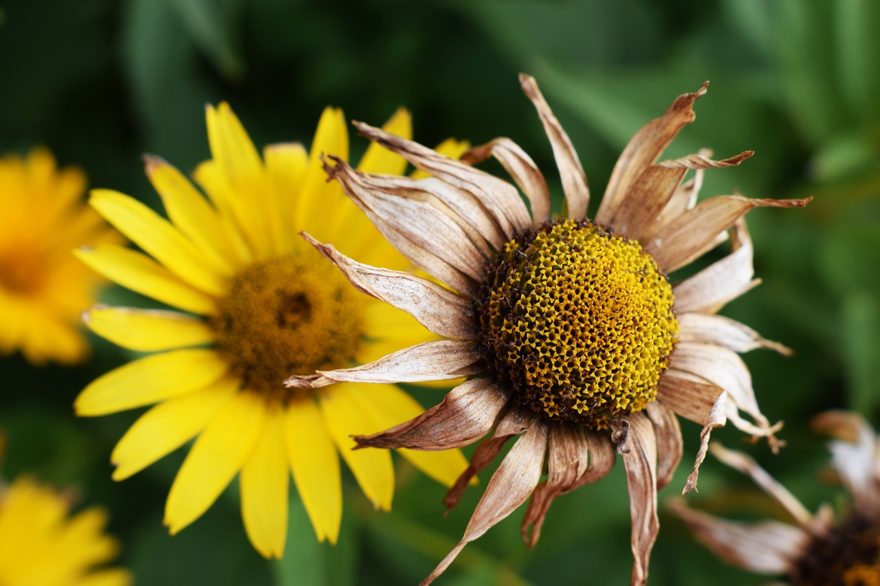 Image - summer flower meadow field