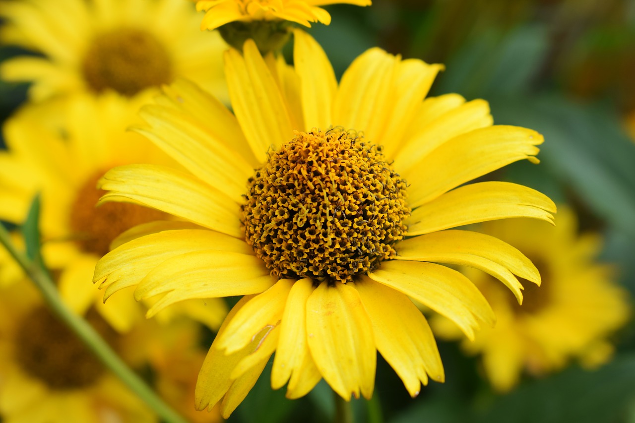 Image - flower meadow spring daisies