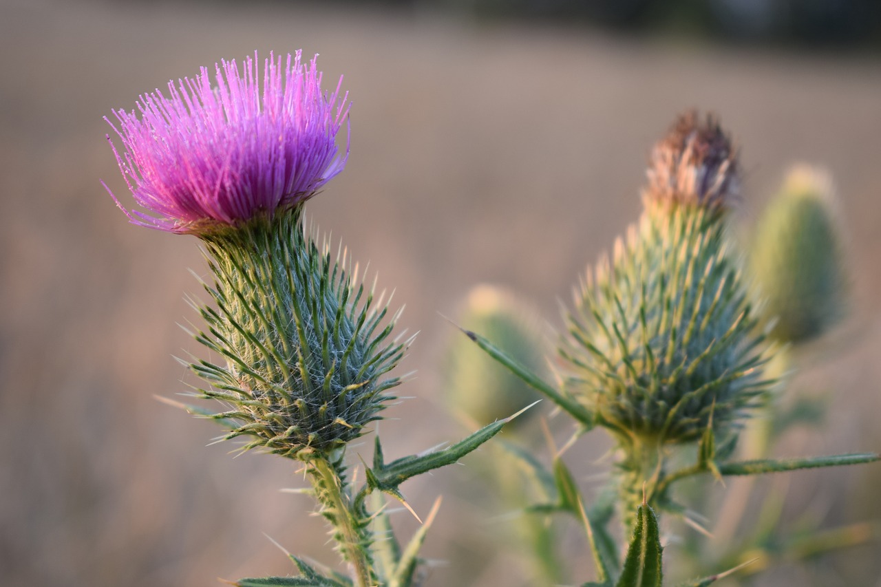 Image - meadow village field nature