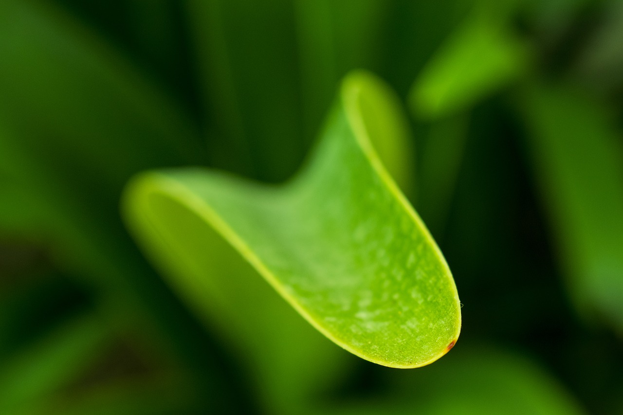 Image - nature leaf close up feel good