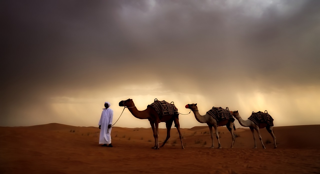 Image - desert camels animals travel